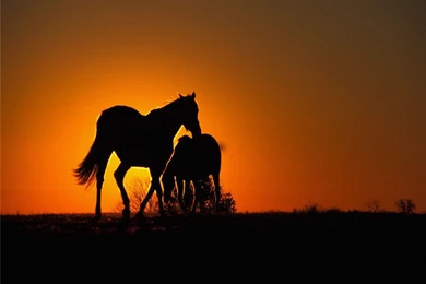 Horses Desktop Wallpapers