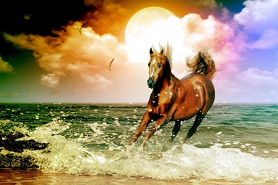 Arabian Horse Wallpapers