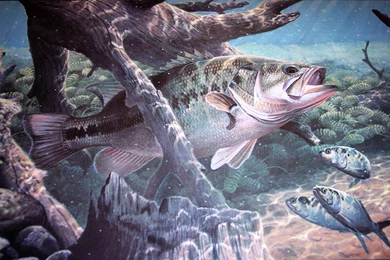 Gallery For   Bass Fishing Iphone 5 Wallpapers