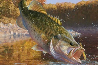 Pictures > Bass Fishing Pictures