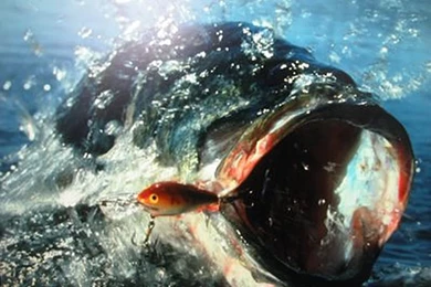 Fishing: Bass Fishing