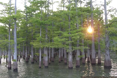 Bass Fishing Wallpapers   17023