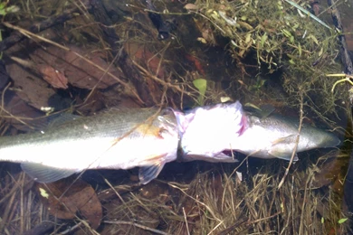 Crazy Crazy Crazy, Pic Inside   Fishing Reports   Bass Fishing Forums