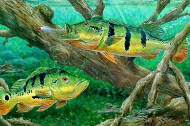 Peacock Bass Fishing On Canvas Wallpapers Hd : Wallpapers13.com