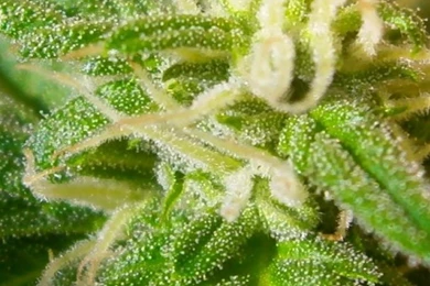 Weed iPhone Wallpapers For – Iphonewallpaperhd.org