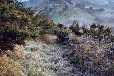 Hillside Weed iPhone 5s Wallpapers Download