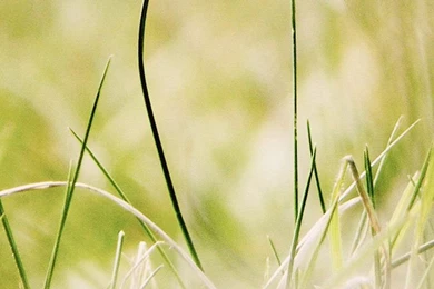 Weed iPhone Wallpapers For – Iphonewallpaperhd.org