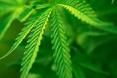 Weed iPhone Wallpapers