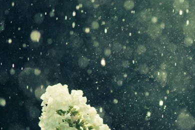 Wet Weed Plant Water Drop Bokeh iPhone 5s Wallpapers Download ...