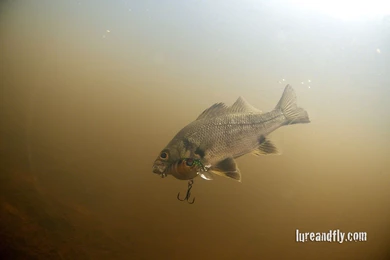 The Monday Morning Gallery – Shoalhaven River Bass Trip ...