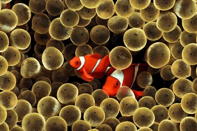 Wallpapers, Underwater, Picturesque, Stores, Stunning, Clown ...