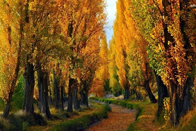 Picturesque Autumn Road Wallpapers   Nature Wallpapers