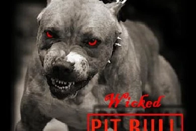 Pitbull wallpaper  * Models Heinz The Barron Klaus Von Espy Galleries