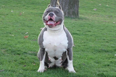 American Pitbull Dogs Wallpapers