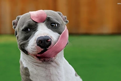 Long Tongued Pit Bull Wallpapers Animal Wallpapers
