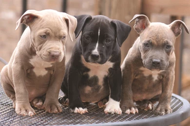 LEARN :: Debunking The Myths – Pit Bulls