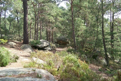 Hd Wallpapers, Free Download Images, Green, Sky, Plants, Life ...