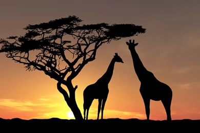 Very Tall Giraffe Desktop Backgrounds HD 1920x1200
