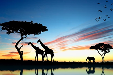 Giraffe Desktop Wallpapers   , New Wallpapers, New Wallpapers
