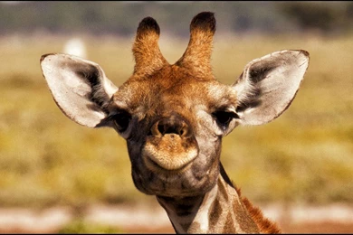 Giraffe Nose Desktop Backgrounds HD 2048x1156