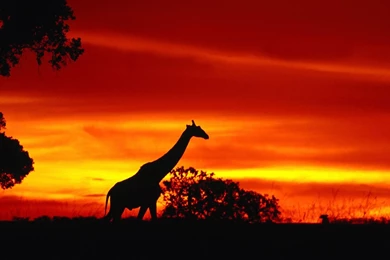 Giraffe Desktop Wallpapers   , New Wallpapers, New Wallpapers