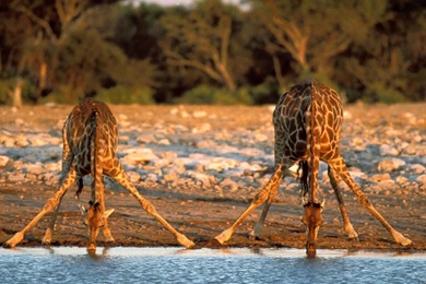 Giraffe Computer Wallpapers, Desktop Backgrounds