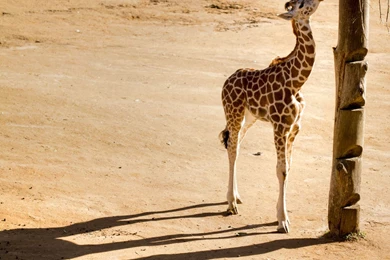 Giraffe Baby Hd Wallpapers For PC Desktop