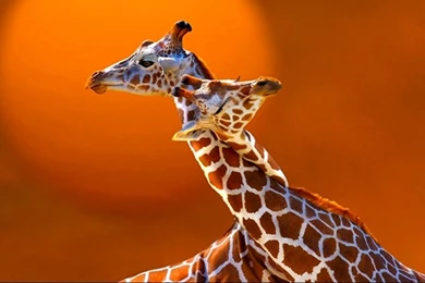1366x768 Giraffes In Love Desktop Wallpaper 623