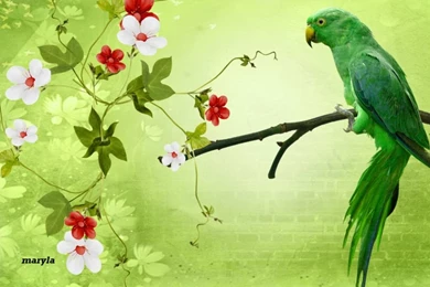 Parrot HD Wallpapers Desktop Pictures