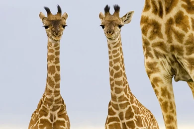 Desktop Wallpapers · Gallery · Animals · Giraffe Babies