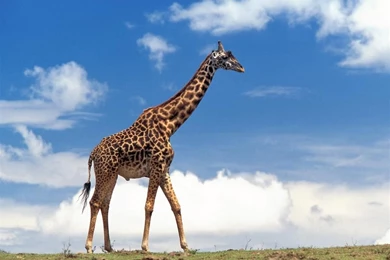 Desktop Wallpapers » Animals Backgrounds » Masai Giraffe, Masai ...