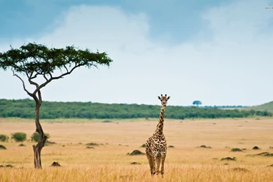 Solo Giraffe Desktop Backgrounds HD 1920x1200
