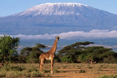 Giraffe With Hills In Backgrounds Africa Free Desktop Backgrounds ...