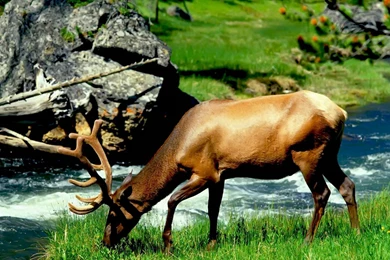 Pic > Nature Wild Animals Wallpapers