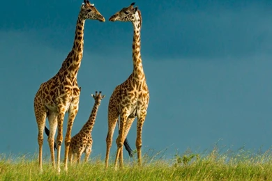 Giraffes: Giraffe Grass Landscape Sky Picture Wallpapers For ...