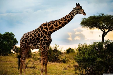 Giant Giraffe Desktop Backgrounds HD 2560x1440