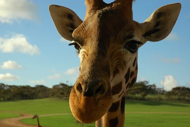 Giraffe Computer Wallpapers, Desktop Backgrounds