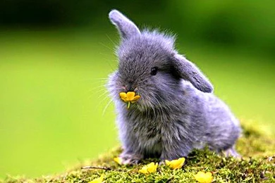 Bunnies Nature Animals Baby Animals Wallpapers