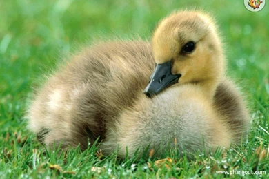 Picture Gallery   Page 5