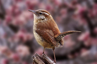 Nature Birds Animals Wallpapers   (