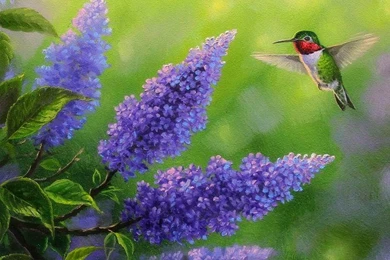 Birds: Joys Seasons Flowers Paintings Birds Colors Hummingbird ...