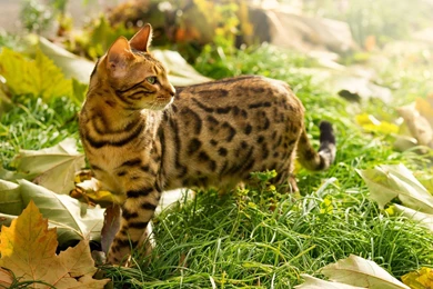 Nature, Animals Wallpapers HD