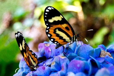 Butterflies: WONDERFUL BUTERFLIES Butterflies Colored Animals ...
