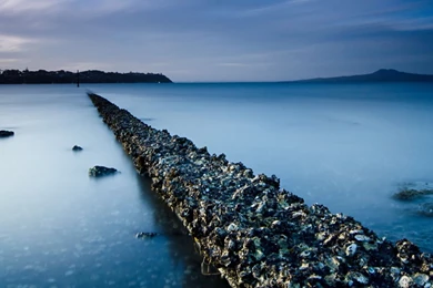 Free Animal HD Wallpaper Backgrounds (30)