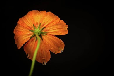 Orange Flower On Black Backgrounds Photograph By Photo By Jason ...