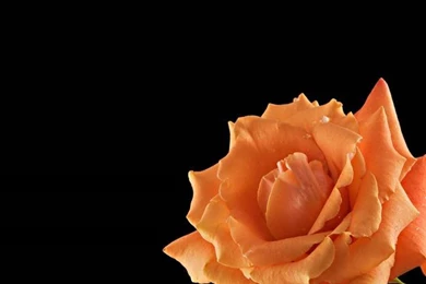 Black Backgrounds Orange Rose Home Deco By Ely Paris