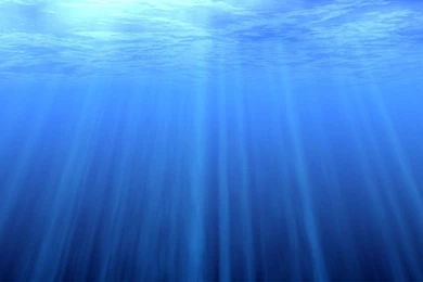 Deep Sea Creature's Bioluminescence