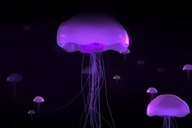 Strange But Real   Deep Sea Life Wallpapers (31026535)   Fanpop