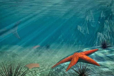 HQ Wallpapers Plus Provides Different Size Of Beautiful Deep Sea ...