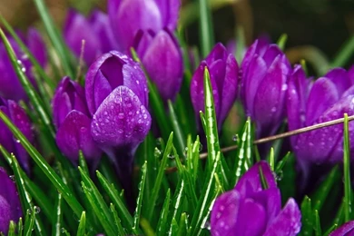 Most Popular Wallpapers ~ Toptenpack.com